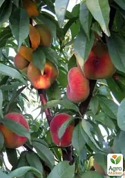 Саджанець Agro-Market Інжирний персик Інжирний ранній (літній сорт, ранній термін дозрівання) 1 шт. в упаковці (15920) - мініатюра 4