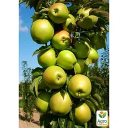 Саджанець Agro-Market Яблуня колоноподібна Президент укорінена в контейнері (саджанець 2 роки) (153135) - мініатюра 2