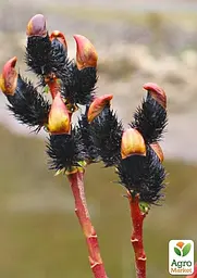 Верба тонкостовбурна чорна "Меланостахіс" (Salix gracilistyla "Melanostachys") висота 25-40см (62191) 1 саджанець - мініатюра 2