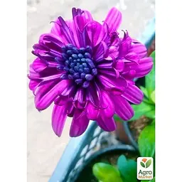 Саджанець Agro-Market Остеоспермум махровий Purple Star (контейнер № 10 висота 10-20 см) (47982) 1 шт. в упаковці - мініатюра 2