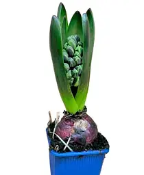 Цибулина Agro-Market Гіацинт Aqua (178217) - мініатюра 3