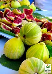 Саджанець Agro-Market Інжир Панч (Panache) смугастий 1 шт. в упаковці (48861) - мініатюра 2