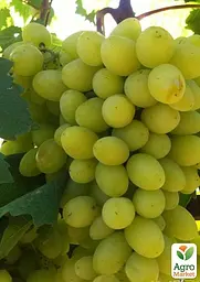 Саджанець Agro-Market Виноград Біла Надія (надранній, двостатевий, великий) 1 шт. в пакуванні (182560) - мініатюра 2