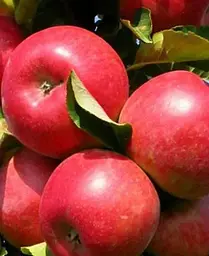Саджанець Agro-Market Яблуня Амулет (Ранньозимовий сорт) (25934) 1 шт. в упаковці - мініатюра 3