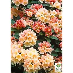 Саджанець Agro-Market Рододендрон Golden Torch (49189) 1 шт. в упаковці - мініатюра 3