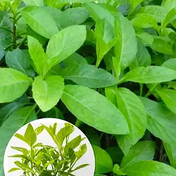 Джинура Procumbens (шпинат довголіття) (184829) 1 саджанець в упаковці