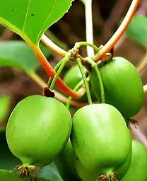 Саджанець Agro-Market Актинідія Сентябрська (міні-ківі, морозостійкий сорт, пізній термін дозрівання) (46128) 1 шт. в упаковці - мініатюра 2