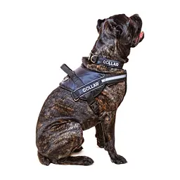 Шлея для собак Dog Extreme Police N4 з ліхтариком 70-100 см червона (07073) - мініатюра 3
