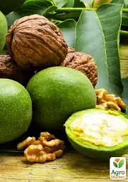 Саджанець Agro-Market Волоський горіх Топорівський (середньостиглий термін дозрівання) 1 шт. в упаковці (42982) - мініатюра 3