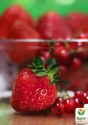 Саджанець Agro-Market Полуниця Зенга Зенгана (Senga Sengana) (середньо-пізній термін дозрівання) 5 шт. в пакуванні (40395) - мініатюра 3