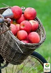 Саджанець Agro-Market Яблуня колоновидна Піонер (літній сорт, пізній термін дозрівання) 1 шт. в упаковці (25940) - мініатюра 3