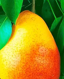 Саджанець Agro-Market Груша Улюблениця Клаппа (літній сорт, ранній термін дозрівання) (15784) 1 шт. в упаковці - мініатюра 2
