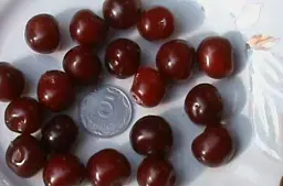 Саджанець Agro-Market Вишня Нічка (літній сорт, середній термін дозрівання) 1 шт. в упаковці (25625) - мініатюра 3