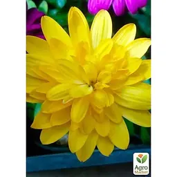Саджанець Agro-Market Остеоспермум махровий Gold Star (контейнер № 10 висота 10-20 см) (47983) 1 шт. в упаковці - мініатюра 2