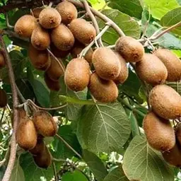 Саджанець Agro-Market Ківі Хейворд (найвідоміший і розповсюджений у світі сорт) (23606) 1 шт. в упаковці - мініатюра 2