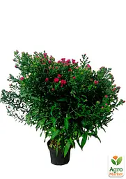 Саджанець Agro-Market Астра ново-бельгійська Royal Ruby (С1,5 висота 20-30см) (106879) - мініатюра 2