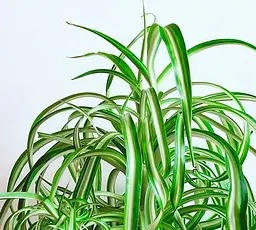 Саджанець Agro-Market Хлорофітум кучерявий Bonnie (178469) 1 шт. в упаковці (кімнатний) - мініатюра 2