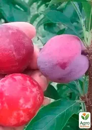 Саджанець Agro-Market Сливово-черешневий гібрид Світ Тріат (надзвичайно солодкий сорт, середній термін дозрівання) 1 шт. в упаковці (114637) - мініатюра 2