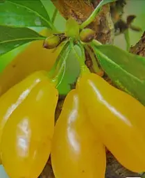 Кизил Agro-Market Gold Star щеплений саджанець 2 роки ранній термін дозрівання великоплідний жовтий 1 саджанець в упаковці - мініатюра 2