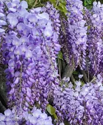 Гліцинія Agro-Market Wisteria chinensis Prolific С2 3-річна китайська висота 60-100 см 1 саджанець в упаковці (185271) - мініатюра 3