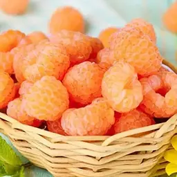 Малина Agro-Market "Валентина" (високоурожайний сорт, ранній термін дозрівання) 1-річний саджанець (185343) 1 шт в упаковке
