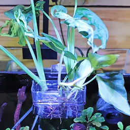 Контейнер для вирощування рослин в акваріумі Hobby Plant basket 8×9×8 см (61330) - мініатюра 2