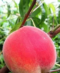 Саджанець Agro-Market Персик Харнас (літній сорт, ранній термін дозрівання) (25786) 1 шт. в упаковці - мініатюра 3