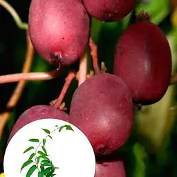 Саджанець Agro-Market Актинідія Скарлет Септембер (міні-ківі, морозостійкий сорт, ранній термін дозрівання) (43957) 1 шт. в упаковці - мініатюра 6