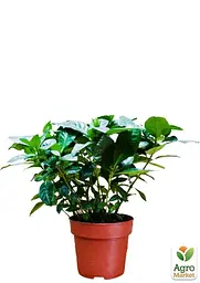 Саджанець Agro-Market Гарденія жасминовидная Fortune (Gardenia jasminoides) (52633) - мініатюра 3