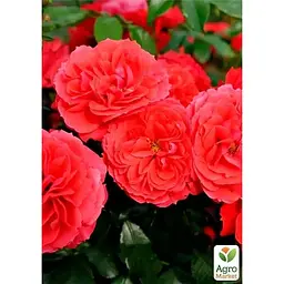 Троянда флорибунда Agro-Market Черрі Герл саджанець класу АА+ вищий сорт 1 шт. в упаковці (178174) - мініатюра 2