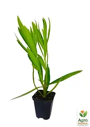 Саджанець Agro-Market Олеандр білий White Lady (62180) - мініатюра 2