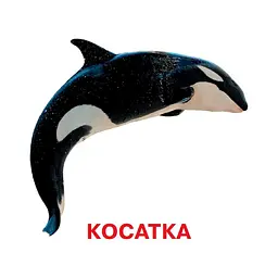 Розвиваючі картки для дітей Хто у воді живе J802у, 18 картинок - мініатюра 2