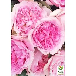 Троянда кущова Agro-Market Міранда саджанець класу АА+ вищий сорт 1 шт. в упаковці (178138) - мініатюра 2