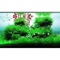 Добриво для акваскейпінгу з високим вмістом NPK та мікроелементів Easy-Life GreenScape 100 мл (GS0100) - мініатюра 2