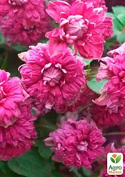 Саджанець Agro-Market Клематис Purpurea plena elegans (16172) - мініатюра 2