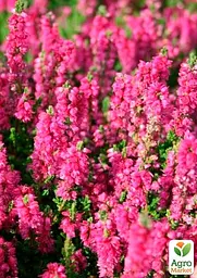 Саджанець Agro-Market Верес звичайний Melina (44264) - мініатюра 2