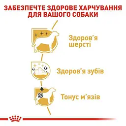 Сухий корм для дорослих собак породи Пудель Royal Canin Poodle Adult, 1,5 кг (3057015) - мініатюра 6
