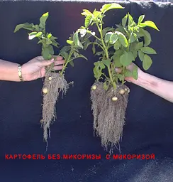Ендо Мікориза 1,12 г Супер-концентрат - мініатюра 8