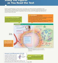 Human Anatomy & Physiology Global Edition - мініатюра 4