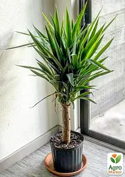Саджанець Agro-Market LMTD Юкка на штамбі пальмовидна 3-х річна Yucca Treculeana (50-60см) (62824) - мініатюра 3