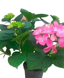 Гортензія Agro-Market Rosita Hydrangea macrophylla квітуча крупнолиста вазон С15 1 саджанець в упаковці - мініатюра 2