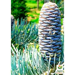 Саджанець Agro-Market Ялиця Каліфорнійська Блакитна (Abies concolor glauca) горщик P9 (48740) - мініатюра 2
