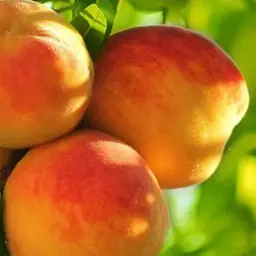 Саджанець Agro-Market Персик Кардинал (літній сорт, ранній термін дозрівання) (15915) 1 шт. в упаковці - мініатюра 3