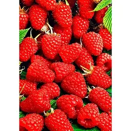 Саджанець Agro-Market Малина Маравілла 2 шт. в упаковці (44768) - мініатюра 2