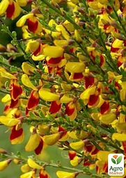 Саджанець Agro-Market Рокитник Cytisus Мікс сортів (182274) - мініатюра 2