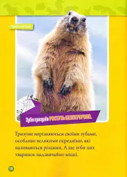 Шкряб! 100 цікавих фактів про гризунів - - мініатюра 7