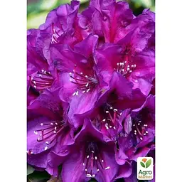 Саджанець Agro-Market Рододендрон гібридний Поларнайт (Pollarnight) (51827) 1 шт. в упаковці - мініатюра 3