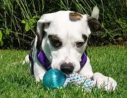Іграшка-канат для собак Nylon Dog Rope Toy Kit - мініатюра 4