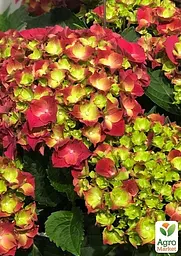 Саджанець Agro-Market LMTD Гортензія крупнолиста квітуча 4-річна Fire Red (40-60см) (152962) - мініатюра 2