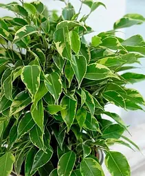 Саджанець Agro-Market Фікус Бенджаміна Kumani переплетений стовбур (висота 35-45 см) (178537) 1 шт. в упаковці (кімнатний) - мініатюра 2